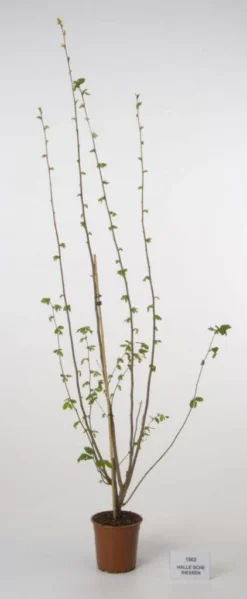 Hazelaar/Hazelnoot (Corylus Avellana 'Webb's Prize Cob') 9 Hazelaar/Hazelnoot (Corylus Avellana 'Webb's Prize Cob') -Tuinplantenwinkel 20080417161730 1