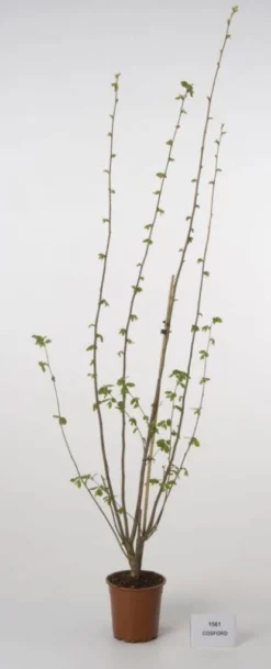 Hazelaar/Hazelnoot (Corylus Avellana 'Webb's Prize Cob') -Tuinplantenwinkel 20080417162735 1 1