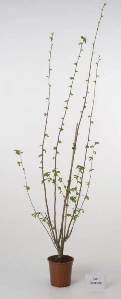 Hazelaar/Hazelnoot (Corylus Avellana 'Webb's Prize Cob') 3 Hazelaar/Hazelnoot (Corylus Avellana 'Webb's Prize Cob') - Afbeelding 3