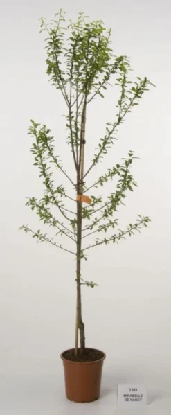 Pruimenboom (Prunus Domestica 'Mirabelle De Nancy')