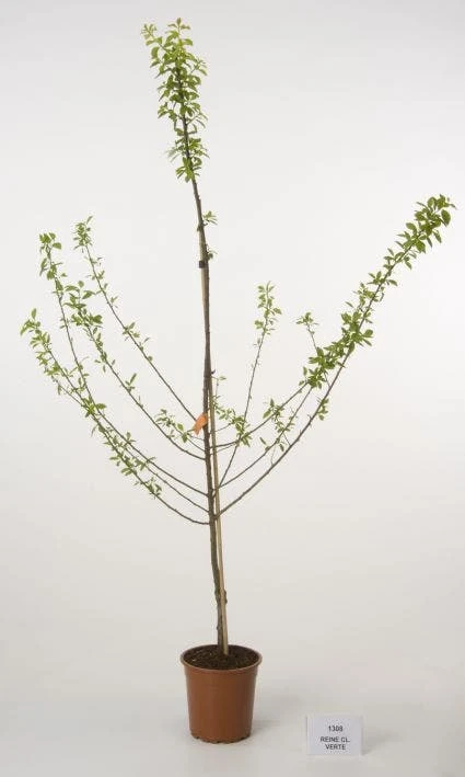 Pruimenboom (Prunus Domestica 'Reine Claude Verte') 2 Pruimenboom (Prunus Domestica 'Reine Claude Verte') - Afbeelding 2