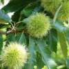 Tamme Kastanje Als Halfstam (Castanea Sativa)