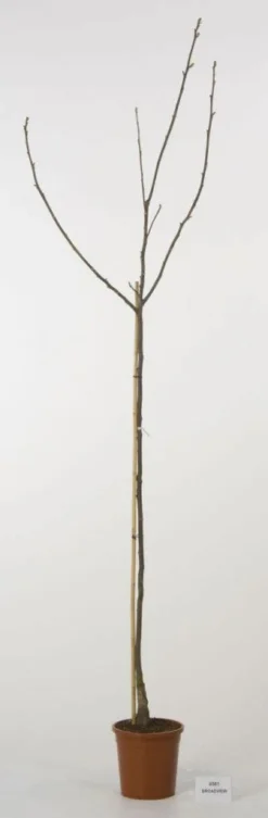 Walnoot (Juglans Regia 'Broadview') -Tuinplantenwinkel 20080516144158 4