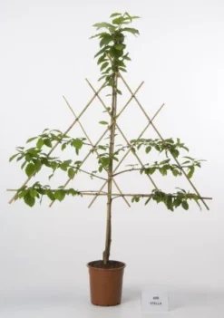 Lei-Kers (Prunus Avium 'Stella')