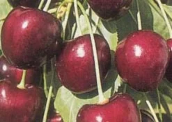 Lei-Kers (Prunus Avium 'Kordia') -Tuinplantenwinkel 20080519140042 1