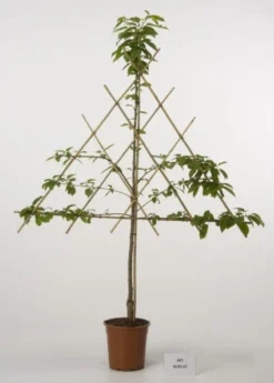 Lei-Kers (Prunus Avium 'Burlat')