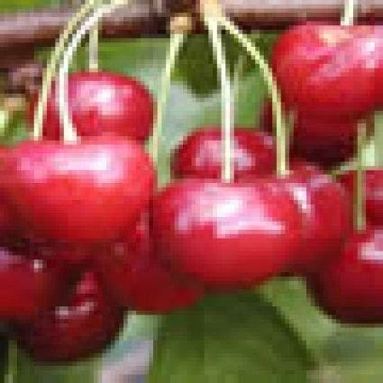 Lei-Kers (Prunus Avium 'Regina') 2 Lei-Kers (Prunus Avium 'Regina') - Afbeelding 2