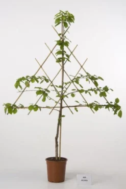 Lei-Kers (Prunus Avium 'Regina')