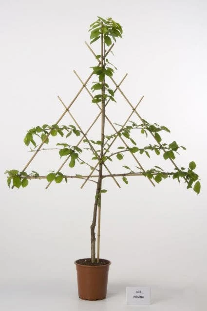 Lei-Kers (Prunus Avium 'Regina') 1 Lei-Kers (Prunus Avium 'Regina')