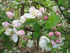 Sierappel (Malus 'Evereste') -Tuinplantenwinkel 20080519145038 10