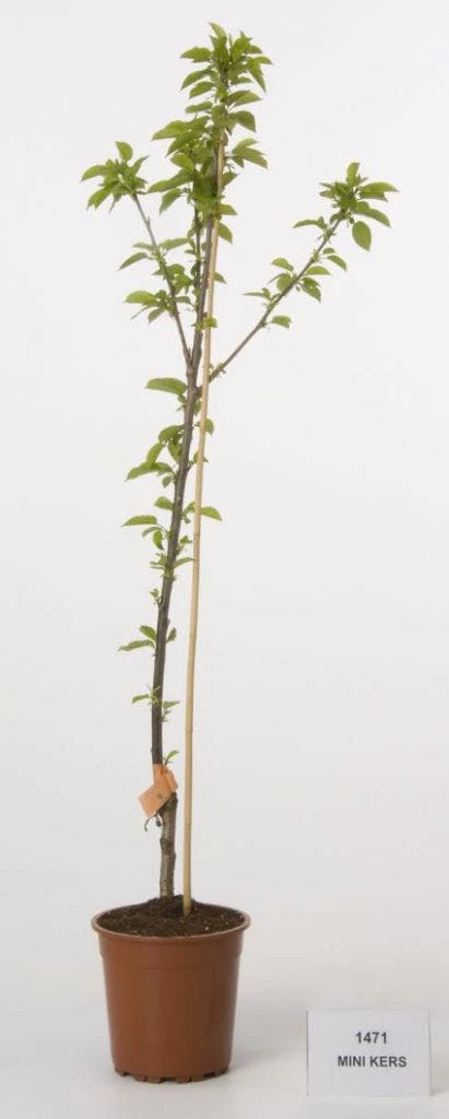 Mini-kers (Prunus Avium(mini)) 1 Mini-kers (Prunus Avium(mini))