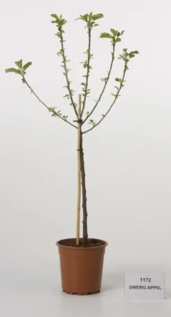 Dwerg-appel (Malus Domestica (dwergappel))