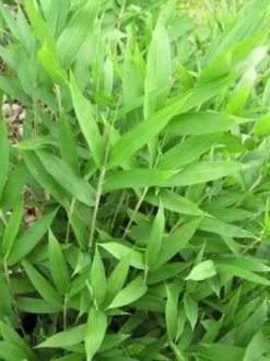 Bamboe (Pleioblastus Pygmaeus)