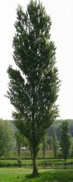 Italiaanse Populier (Populus Nigra 'Italica')