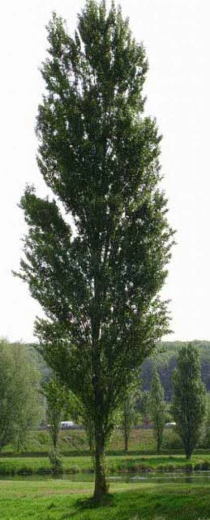 Italiaanse Populier (Populus Nigra 'Italica') 1 Italiaanse Populier (Populus Nigra 'Italica')