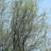 Kronkelwilg (Salix Babylonica 'Tortuosa')