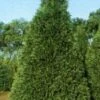 Cypres (Chamaecyparis Lawsoniana 'Golden Triumph')
