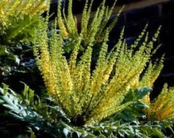 Mahoniestruik (Mahonia Media 'Charity') -Tuinplantenwinkel 20080709102617 3