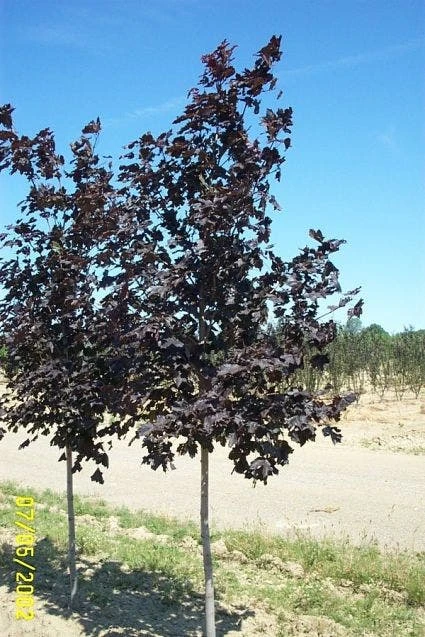 Noorse Esdoorn (Acer Platanoides 'Royal Red') 2 Noorse Esdoorn (Acer Platanoides 'Royal Red') - Afbeelding 2