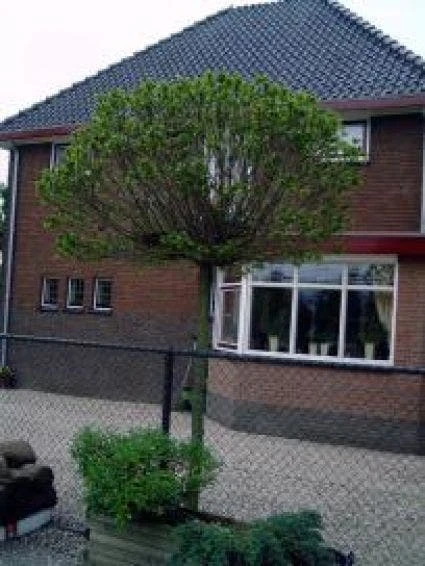 Bolkastanje (Aesculus Hippocastanum 'Umbraculifera') 2 Bolkastanje (Aesculus Hippocastanum 'Umbraculifera') - Afbeelding 2