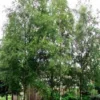 Zuilberk (Betula Pendula 'Fastigiata')