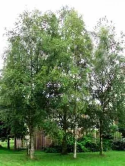 Zuilberk (Betula Pendula 'Fastigiata')