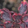 Beuk (Fagus Sylv. 'Purpurea Tricolor')