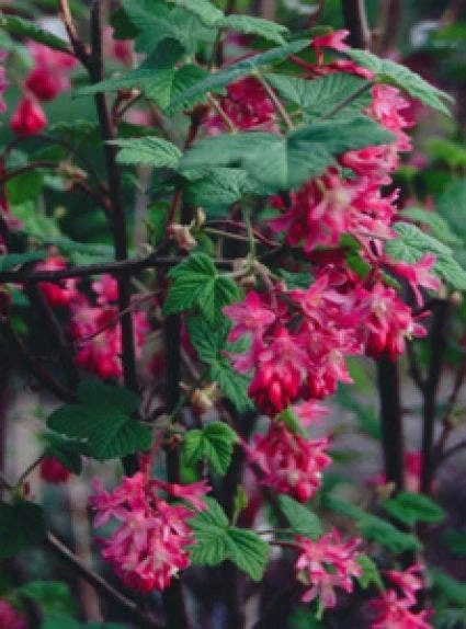Ribes (Ribes Sanguineum 'King Edward VII') 2 Ribes (Ribes Sanguineum 'King Edward VII') - Afbeelding 2