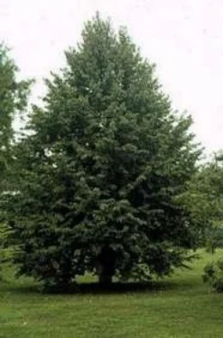 Boomhazelaar (Corylus Colurna) 5 Boomhazelaar (Corylus Colurna) -Tuinplantenwinkel 20080730122121 12