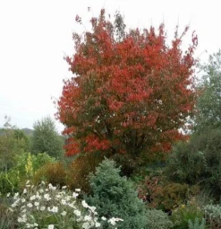 Japanse Sierkers (Prunus Sargentii) -Tuinplantenwinkel 20080730122801 5