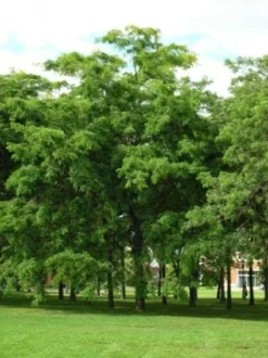 Doornloze Christusdoorn (Gleditsia Triacanthos 'Inermis')