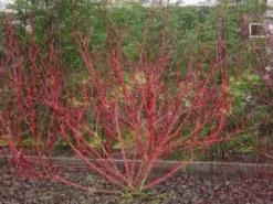 Rode Kornoelje (Cornus Sanguinea) -Tuinplantenwinkel 20081029090707 5 1