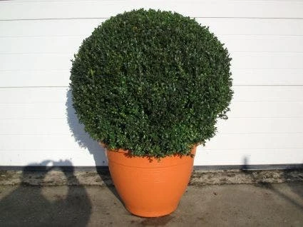 Buxusbol (Buxus Sempervirens, Bolvorm) 3 Buxusbol (Buxus Sempervirens, Bolvorm) - Afbeelding 3
