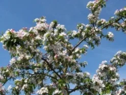 Sierappel (Malus 'Professor Sprenger') 5 Sierappel (Malus 'Professor Sprenger') -Tuinplantenwinkel 20081113143001 11