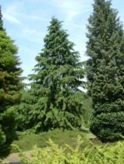 Westelijke Hemlockspar (Tsuga Heterophylla) 7 Westelijke Hemlockspar (Tsuga Heterophylla) -Tuinplantenwinkel 20081113145518 5