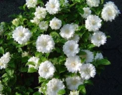 Bosrank (Clematis 'Duchess Of Edinburgh')