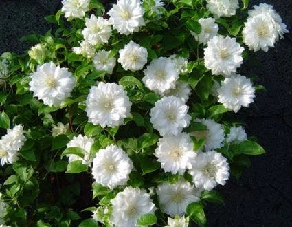 Bosrank (Clematis 'Duchess Of Edinburgh') 1 Bosrank (Clematis 'Duchess Of Edinburgh')