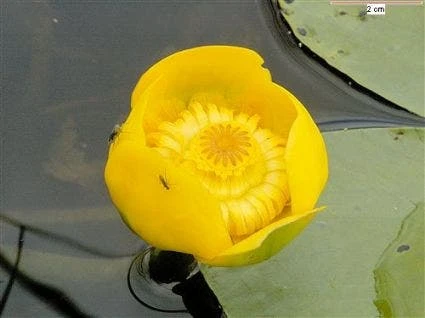 Gele Plomp (Nuphar Lutea) 1 Gele Plomp (Nuphar Lutea)