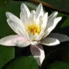 Waterlelie (Nymphaea 'Alba')