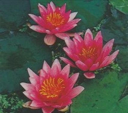 Waterlelie (Nymphaea 'Laydekeri Lilacea') 1 Waterlelie (Nymphaea 'Laydekeri Lilacea')