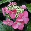 Hortensia (Hydrangea Macrophylla 'Teller Red')