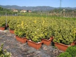 Kardinaalshoed Als Meeneemhaag (Euonymus Japonicus 'Aureus) -Tuinplantenwinkel 20090322111357 2