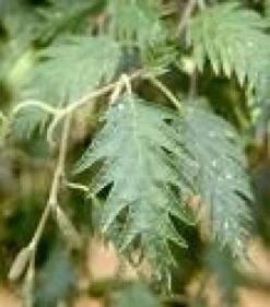 Zwarte Els (Alnus Glutinosa 'Laciniata')