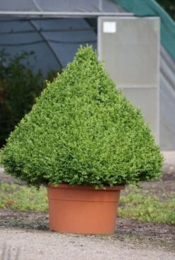 Buxus Als Pyramide (Buxus Sempervirens) -Tuinplantenwinkel 20090606120524 8