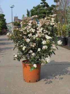 Groenblijvende Sneeuwbal (Viburnum Tinus 'Eve Price') -Tuinplantenwinkel 20091125113028 50 10 2