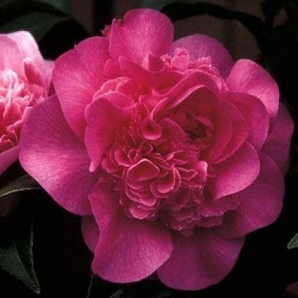 Camelia (Camellia 'Debbie') 1 Camelia (Camellia 'Debbie')