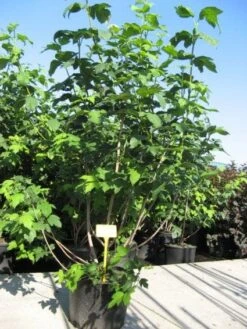 Sneeuwbal (Viburnum Opulus 'Roseum') -Tuinplantenwinkel 20091126125302 9 1