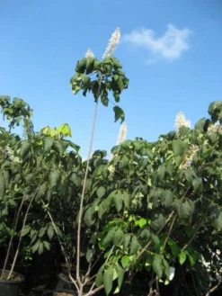 Herfstpaardenkastanje (Aesculus Parviflora) -Tuinplantenwinkel 20091130144054 8