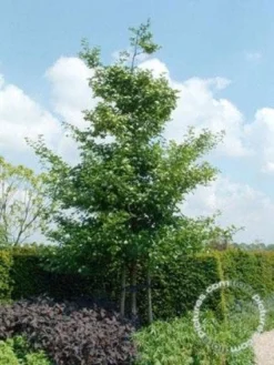 Meidoorn Als Boom (Crataegus Persimilis 'Splendens') 5 Meidoorn Als Boom (Crataegus Persimilis 'Splendens') -Tuinplantenwinkel 20091221124141 10