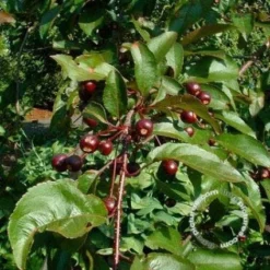 Sierappel (Malus 'Liset') -Tuinplantenwinkel 20091222112959 8